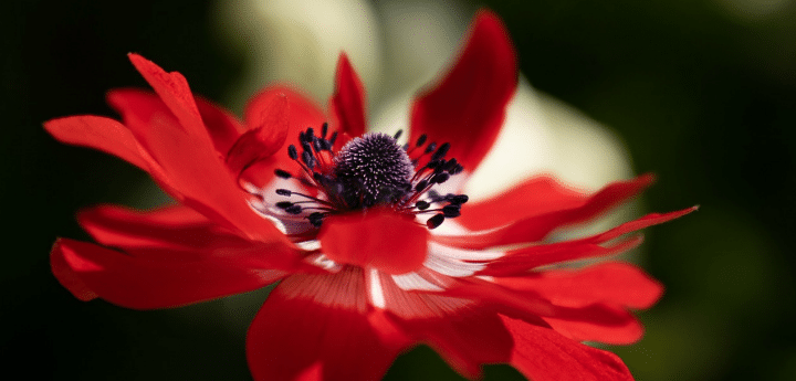 Die Anemone ist eine winterharte Gartenblume