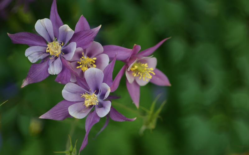Akelei. Gartenblume anziehen und pflegen. Experten-Tipps