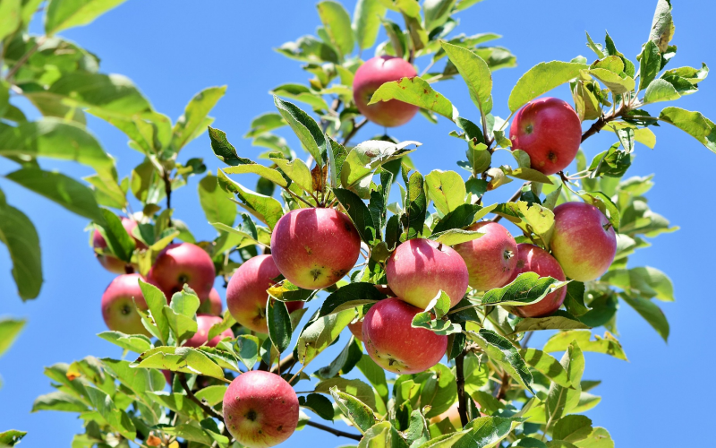 Apfelbaum pflanzen und pflegen. Alles, was Sie wissen müssen
