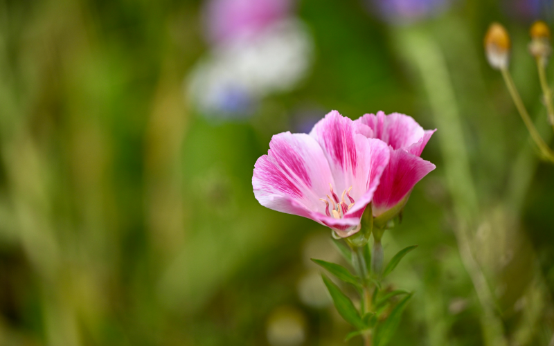 Atlasblume. Prächtige Sommerblume einfach aussäen u. pflegen