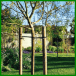 Baumstützen sind für jeden frisch gepflanzten Baum zu empfehlen