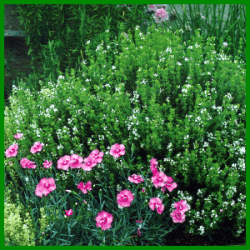 Blühender Kräutergarten, aromatische Blätter und leichte Pflege