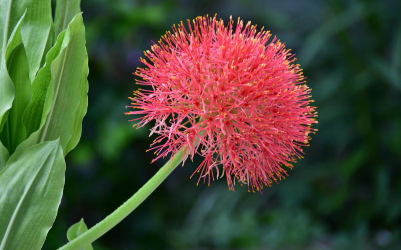 Blutblume. Exotische Schönheit pflegen u. vermehren - Tipps