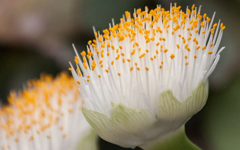 Blutblume. Exotische Schönheit pflegen u. vermehren - Tipps