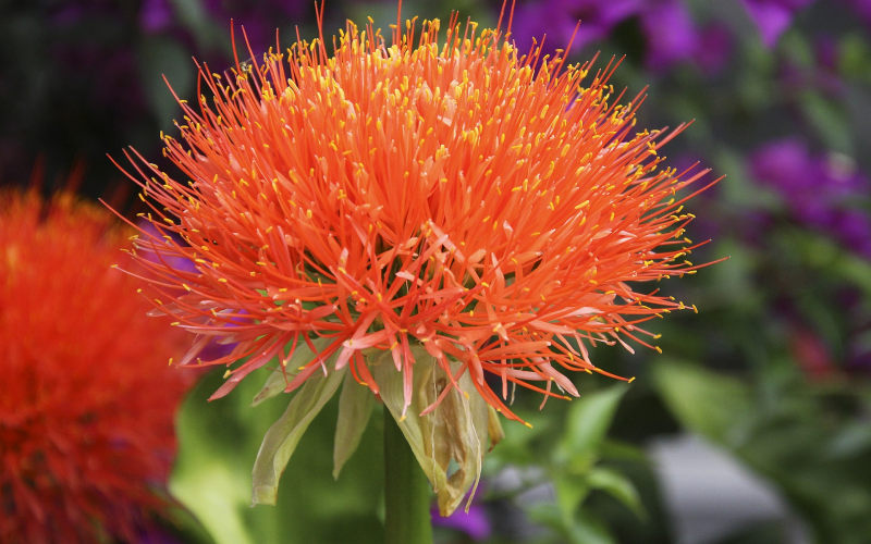 Blutblume. Exotische Schönheit pflegen u. vermehren - Tipps