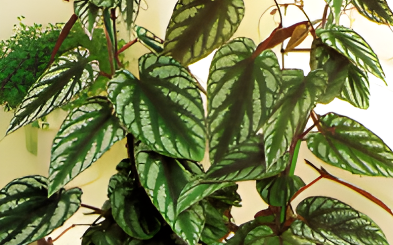 Bunte Klimme (Cissus discolor) Pflege, Standort und Tipps