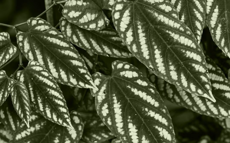 Bunte Klimme (Cissus discolor) Pflege, Standort und Tipps