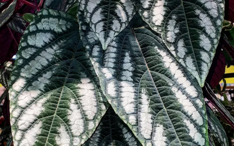 Bunte Klimme (Cissus discolor) Pflege, Standort und Tipps