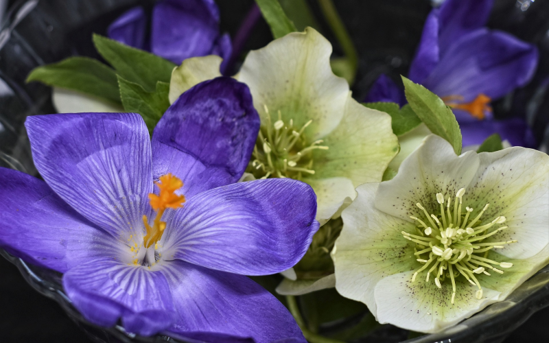 Christrosen. Winterzauber im Garten. Pflege, Sorten u. Tipps