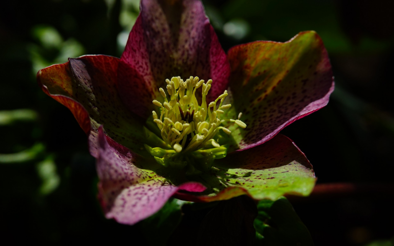 Christrosen. Winterzauber im Garten. Pflege, Sorten u. Tipps