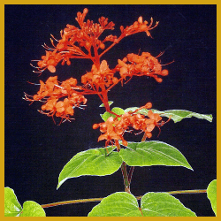 Clerodendrum, Pflegehinweise, Vermehrung