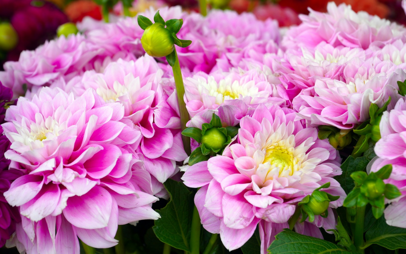 Dahlie. Prachtvolle Blüten für Ihren Garten, Pflege u. Tipps