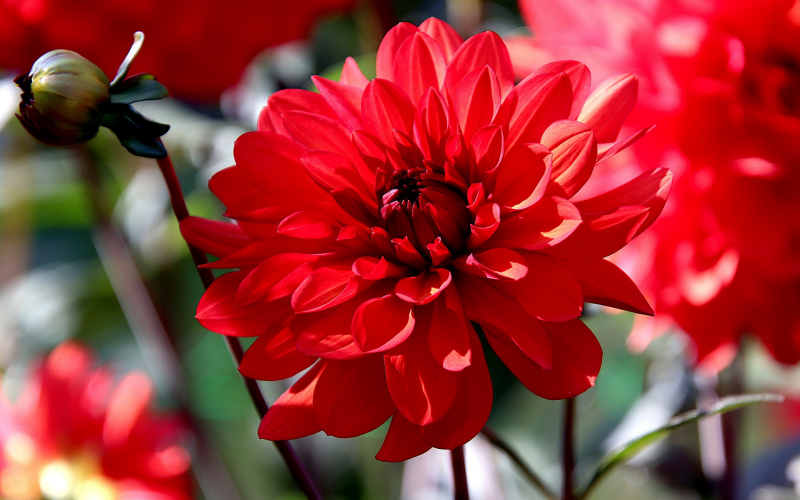 Dahlie. Prachtvolle Blüten für Ihren Garten, Pflege u. Tipps
