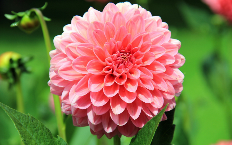 Dahlie. Prachtvolle Blüten für Ihren Garten, Pflege u. Tipps