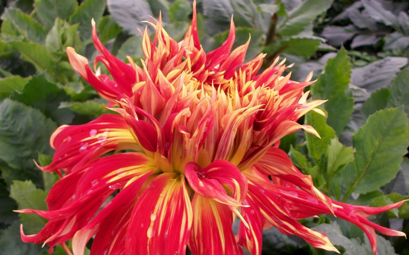 Dahlie. Prachtvolle Blüten für Ihren Garten, Pflege u. Tipps