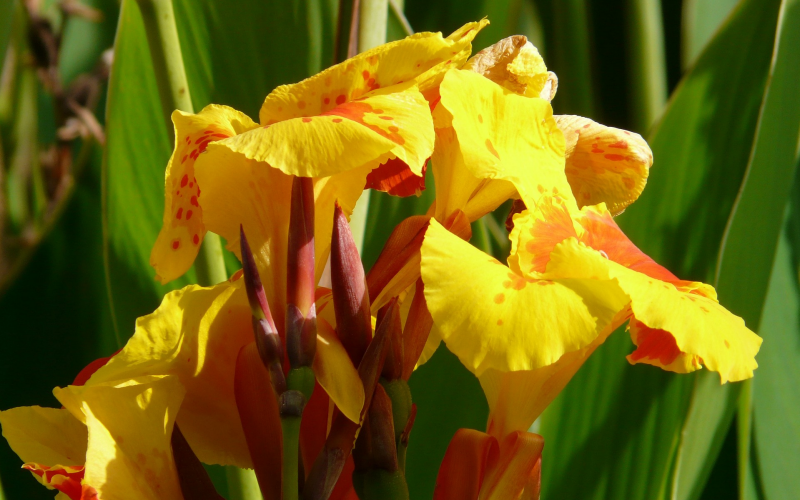 Das Blumenrohr. Prachtvolle Exoten - Pflege u. Überwinterung