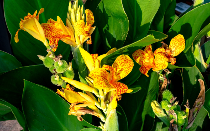 Das Blumenrohr. Prachtvolle Exoten - Pflege u. Überwinterung