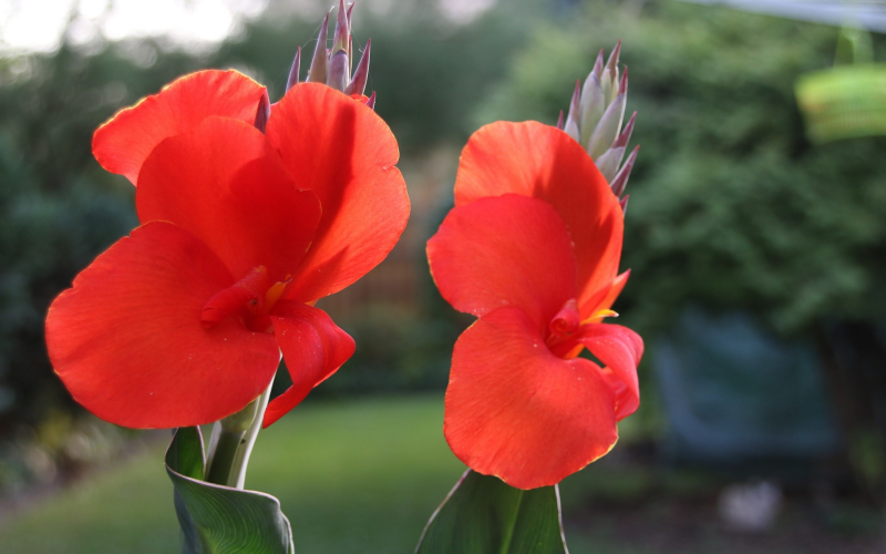 Das Blumenrohr. Prachtvolle Exoten - Pflege u. Überwinterung