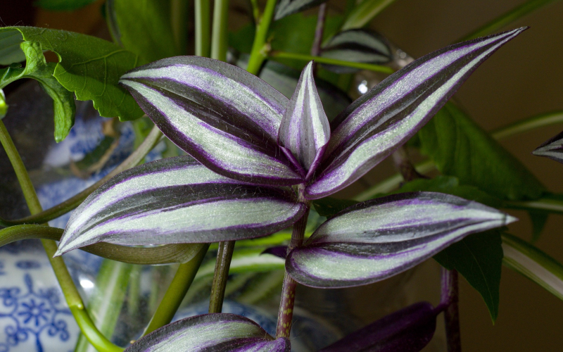 Dreimasterblume (Tradescantia). Pflege, Sorten und Tipps