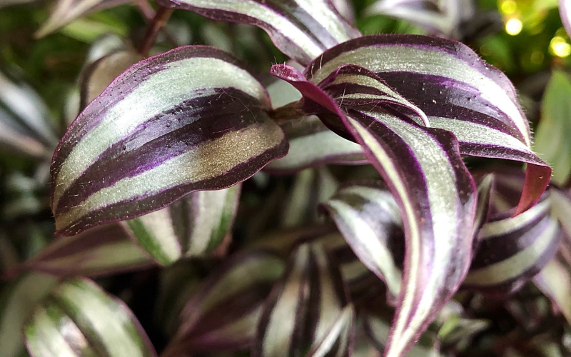 Dreimasterblume (Tradescantia). Pflege, Sorten und Tipps