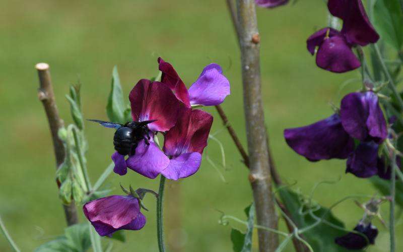 Duftwicken pflanzen und pflegen. Tipps für prächtige Blüten Duftwicken pflanzen und pflegen. Tipps für prächtige Blüten