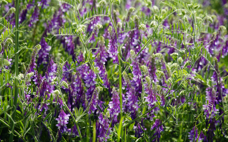 Duftwicken pflanzen und pflegen. Tipps für prächtige Blüten Duftwicken pflanzen und pflegen. Tipps für prächtige Blüten