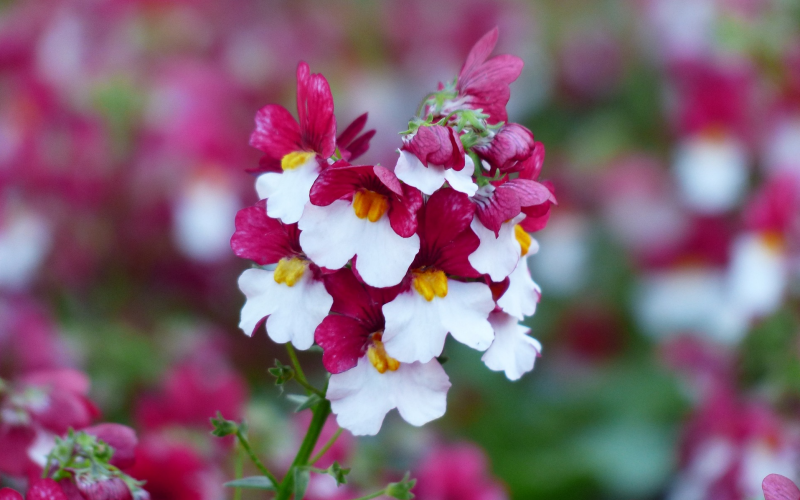 Elfenspiegel. Pflege und Anbau der zauberhaften Sommerblume