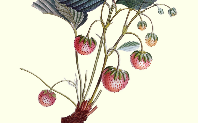 Erdbeere anbauen. Tipps für reiche Ernte im eigenen Garten