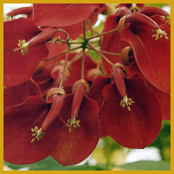 Erythrina crista-galli, Korallenbusch, Pflege