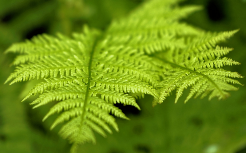 Flügelfarn (Pteris quadriaurita). Pflege, Sorten und Tipps
