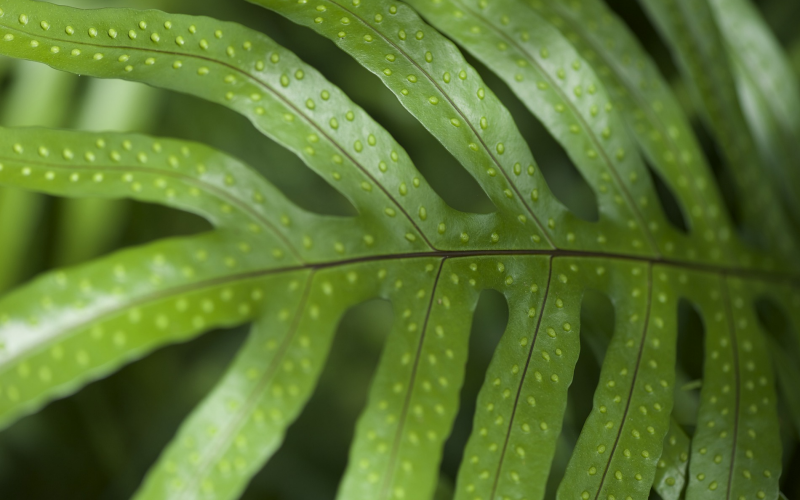 Flügelfarn (Pteris quadriaurita). Pflege, Sorten und Tipps