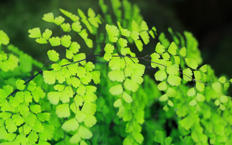 Flügelfarn (Pteris quadriaurita). Pflege, Sorten und Tipps