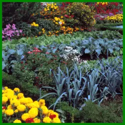 Formaler Bauerngarten mit Gemüse, Kräutern und Blumen