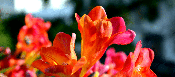 Freesien, beliebte Schnittblumen, 30 bis 60 cm hoch