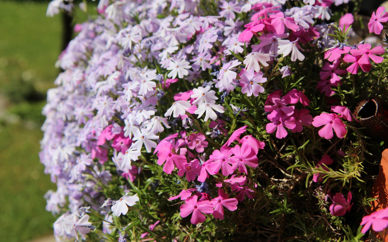 Frühlingsblumenkasten Tipps und Ideen für farbenfrohe Blumen