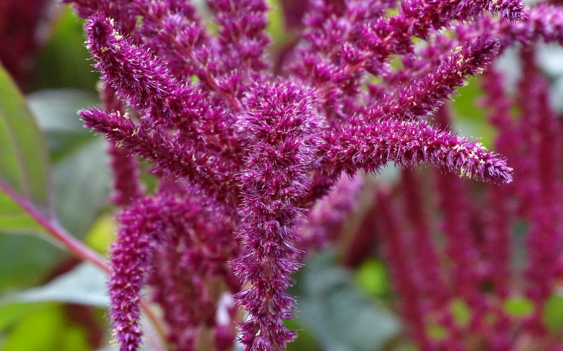Gartenfuchsschwanz. Prachtvolle Blütenpracht für den Garten