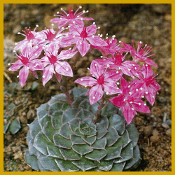 Graptopetalum, Crassulaceae, Dickblattgewächse