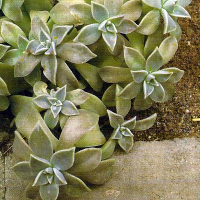 Graptopetalum 