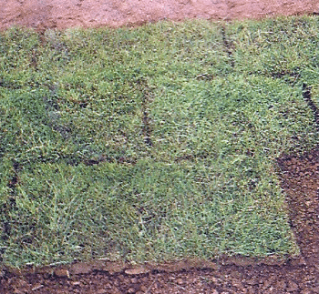 Grassoden verlegen, für eine perfekte Rasenfläche