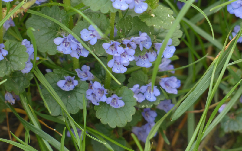 Gundermann (Glechoma hederacea) Pflege, Heilwirkung u. Tipps