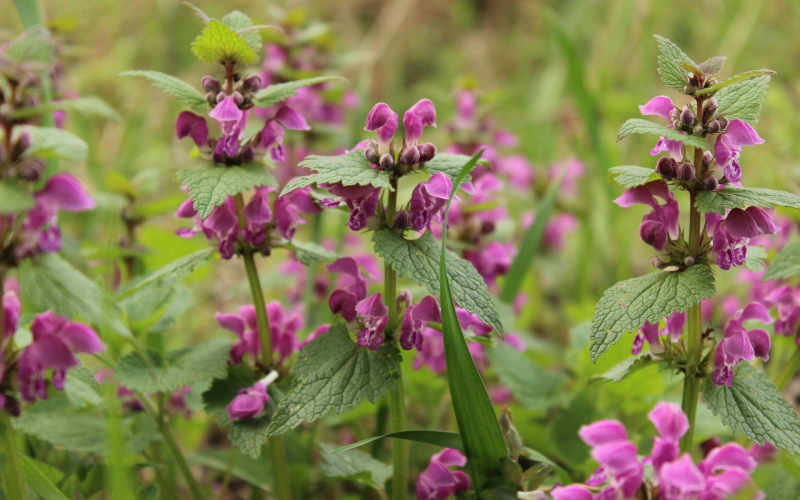 Gundermann (Glechoma hederacea) Pflege, Heilwirkung u. Tipps
