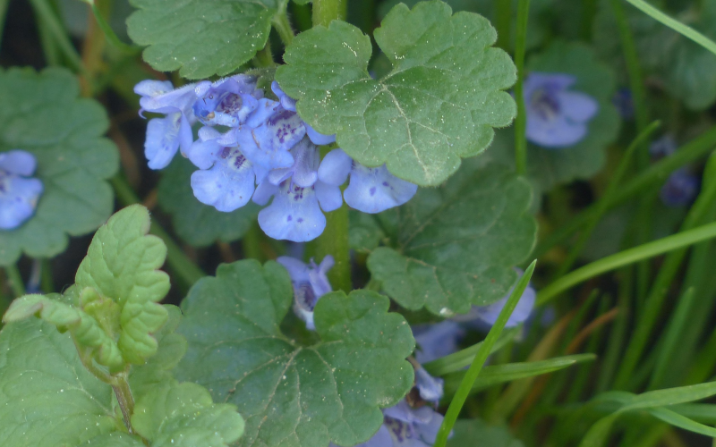 Gundermann (Glechoma hederacea) Pflege, Heilwirkung u. Tipps