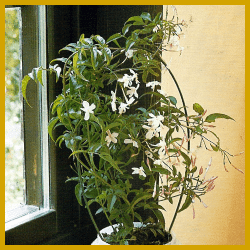 Jasmin, (Jasminum polyanthum) sehr dekorativ