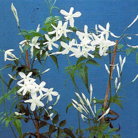 Jasmin 