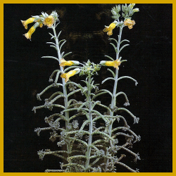 Kalanchoe tubiflora, (Lebensblatt) Pflege