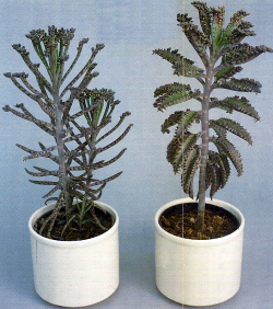 Kalanchoe tubiflora 