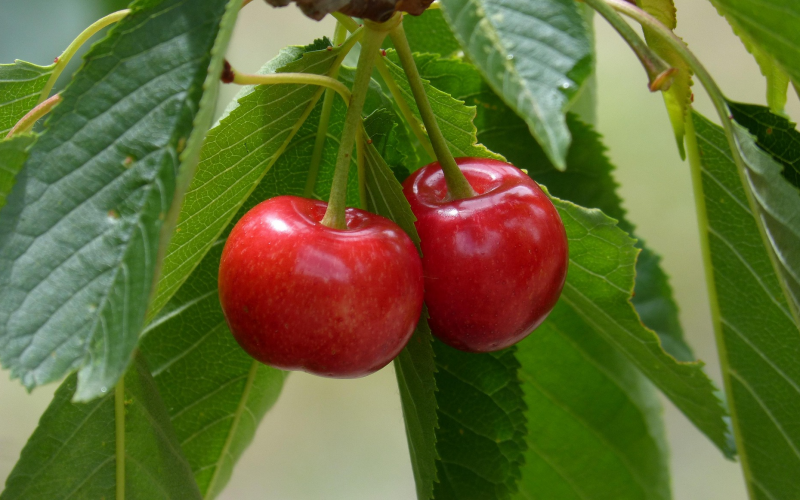 Kirschen im Garten. Sorten, Pflanzung, Pflege – So klappt's!