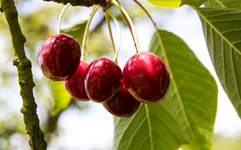 Kirschen im Garten. Sorten, Pflanzung, Pflege – So klappt's!