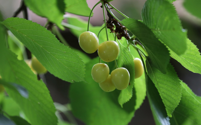 Kirschen im Garten. Sorten, Pflanzung, Pflege – So klappt's!