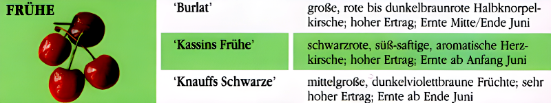 Kirschen im Garten. Sorten, Pflanzung, Pflege – So klappt's!